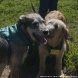 Зеленоградский приют предоставляет возможность провести время с животными