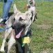 Зеленоградский приют предоставляет возможность провести время с животными