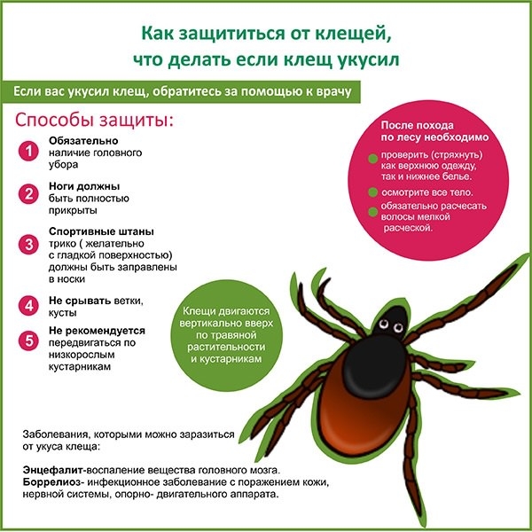 Осторожно, клещи!