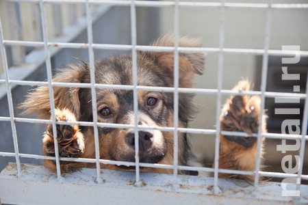 
                    В окрестностях Зеленограда установили карантин по бешенству животных          