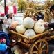 «Праздник тыквы» на площади Юности оказался импровизированным для горожан