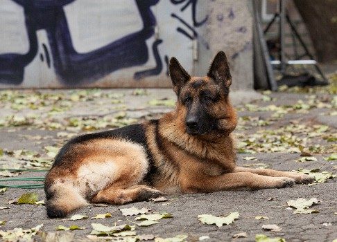 Простая кличка: на НТВ новые серии сериала «Пес»