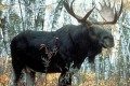 
                    Автомобиль сбил оленя на Пятницком шоссе          