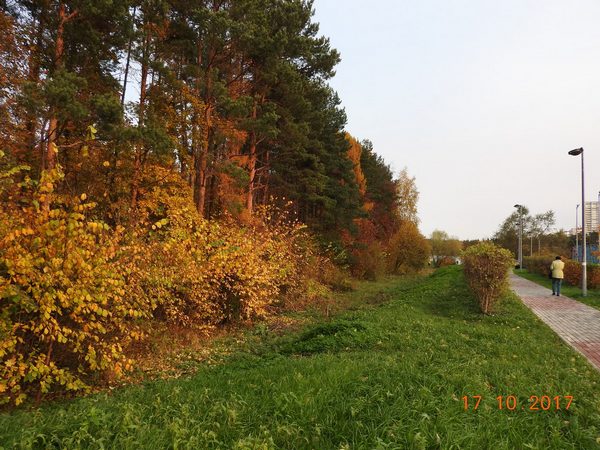 zelenograd-shkol-noe-ozero-osen-2017