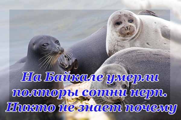 na-bajkale-umerli-poltory-sotni-nerp-nikto-ne-znaet-pochemu