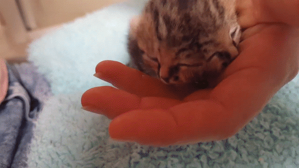 В ЮАР родился котенок с двумя мордочками