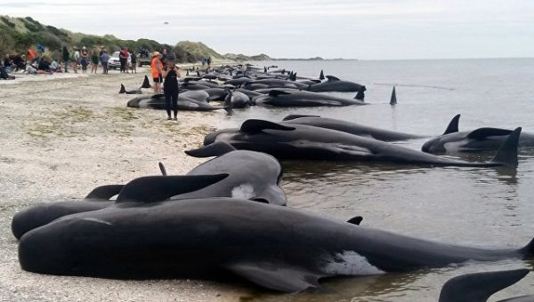 В Мексике зарегистрировали массовую гибель дельфинов