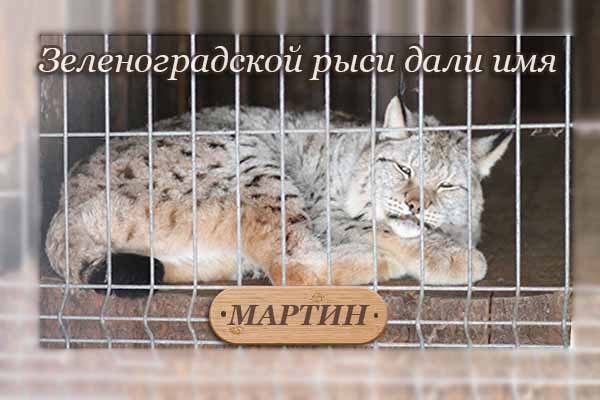 zelenogradskoj-ry-si-dali-imya-martin
