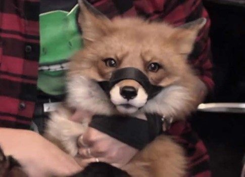 Всегда улыбка на морде: как показать биглю, «Кто в Доме хозяин?»