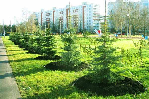 bul-var-na-sosnovoj-allee-blagoustroyat