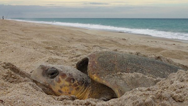 На пляже в Александрии нашли редкую головастую морскую черепаху