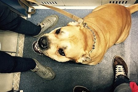 Собака покусала подростка в лифте жилого дома