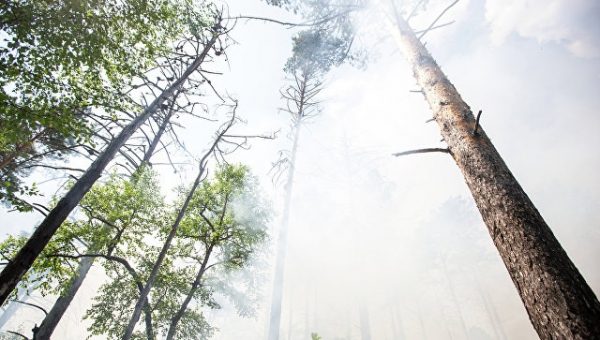 В Латвии назвали возможную причину крупного торфяного пожара