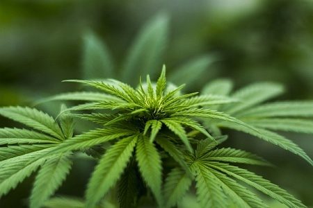 Труп мужчины и кусты конопли обнаружили в Зеленограде