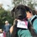 Зеленоградцы познакомились с питомцами муниципального приюта для собак