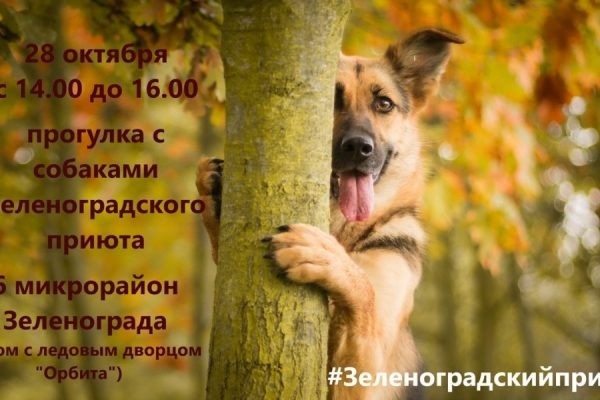 Зеленоградский приют для животных проведет очередную прогулку 28 октября