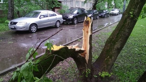 В Клину в результате падения дерева школьница получила тяжёлые травмы