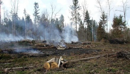 СЖИГАНИЕ ПОРУБОЧНЫХ ОСТАТКОВ ВОКРУГ ЗЕЛЕНОГРАДА ПРИОСТАНОВЛЕНО