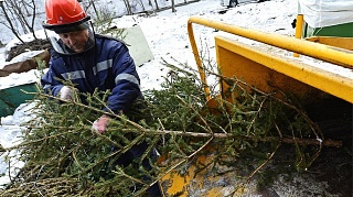 Более 20 площадок для складирования живых новогодних елей организовали в Солнечногорье