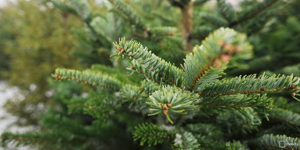 В Зеленограде открылись пункты приёма ёлок