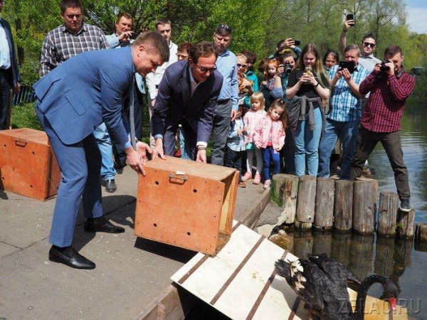 Префект Анатолий Смирнов выпустил лебедей на Быковом болоте