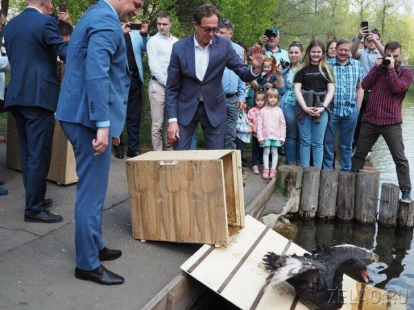 Префект Анатолий Смирнов выпустил лебедей на Быковом болоте