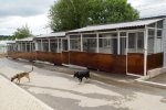 В зеленоградском приюте для животных построили новые вольеры
