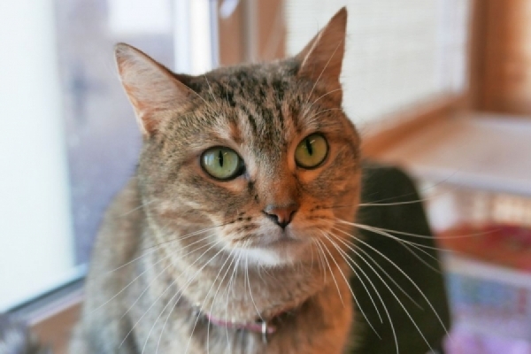 За последнюю неделю сентября еще 6 питомцев из приютов «Зеленоград» и «Зоорассвет» нашли свои новые дома