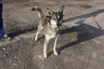 За прошедшие две недели в свои новые дома из приютов «Зеленоград» и «Зоорассвет» отправились 9 питомцев