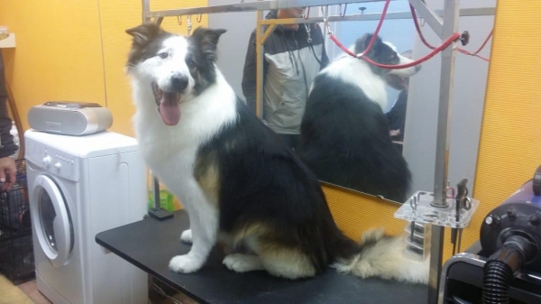 За последнюю неделю сентября еще 6 питомцев из приютов «Зеленоград» и «Зоорассвет» нашли свои новые дома