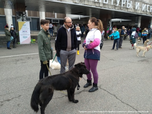За прошедшую неделю 22 питомца из приютов «Зеленоград» и «Зоорассвет» уехали в свои новые дома
