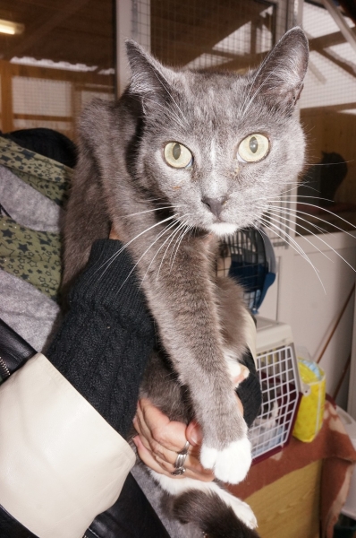 На минувшей неделе домашними стали 9 питомцев из приютов «Зеленоград» и «Зоорассвет»