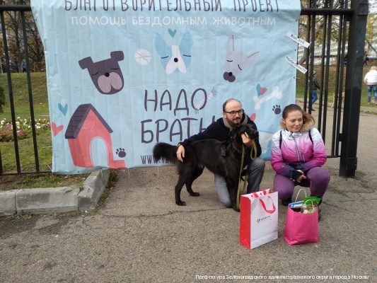 За прошедшую неделю 22 питомца из приютов «Зеленоград» и «Зоорассвет» уехали в свои новые дома