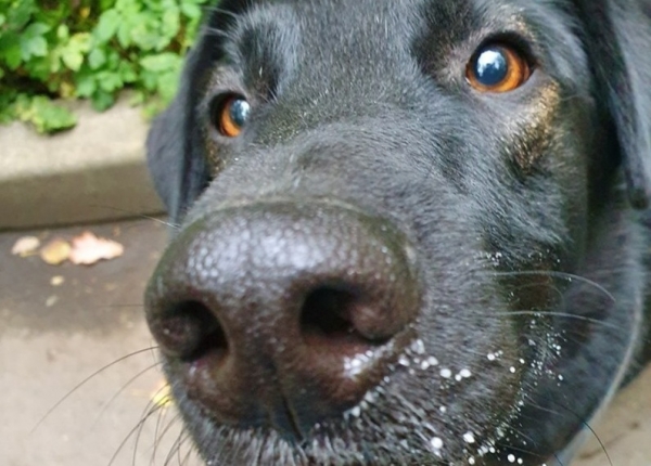 На минувшей неделе домашними стали 9 питомцев из приютов «Зеленоград» и «Зоорассвет»