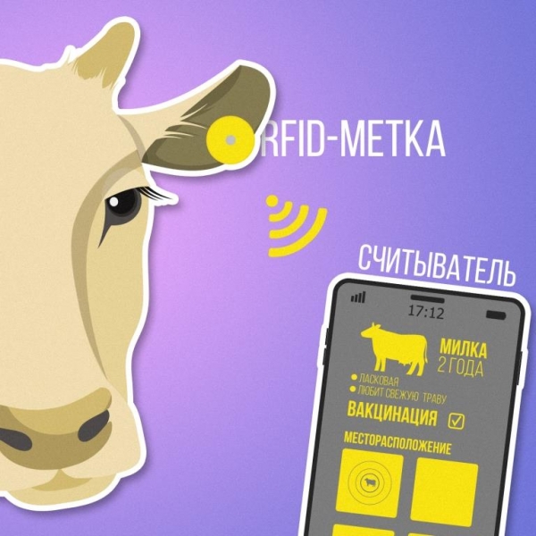 Поголовная маркировка: в ассортименте продукции Микрона новая модификация RFID-метки для сельского хозяйства