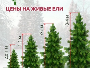 Стали известны цены за самостоятельную рубку елочек в питомниках Подмосковья