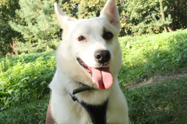 Еще семь животных из приютов «Зеленоград» и «Зоорассвет» отправились домой