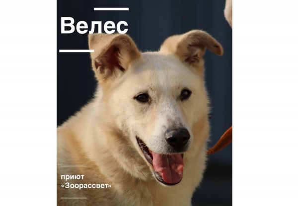 Питомцы из приютов «Зеленоград» и «Зоорассвет» отправятся на фестиваль WOOF