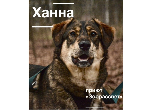 Питомцы из приютов «Зеленоград» и «Зоорассвет» отправятся на фестиваль WOOF