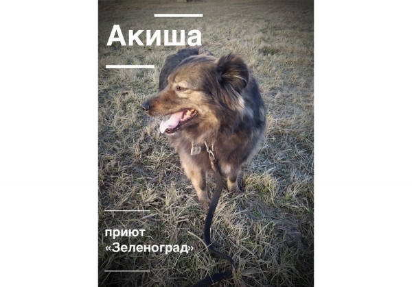 Питомцы из приютов «Зеленоград» и «Зоорассвет» отправятся на фестиваль WOOF