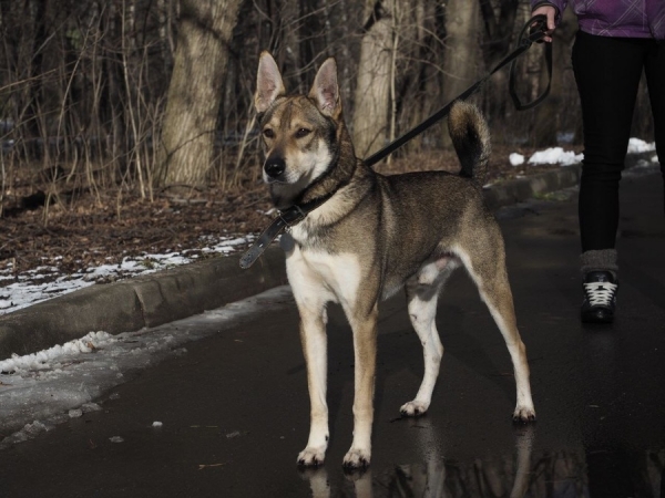 Еще семь животных из приютов «Зеленоград» и «Зоорассвет» отправились домой