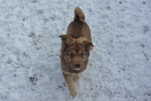 Еще семь животных из приютов «Зеленоград» и «Зоорассвет» отправились домой