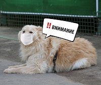 Доступ волонтеров в приют для животных «Зеленоград» ограничен  Для прогулок и общения с животными в приют будут допускаться только постоянные волонтеры, включенные в утвержденный список.