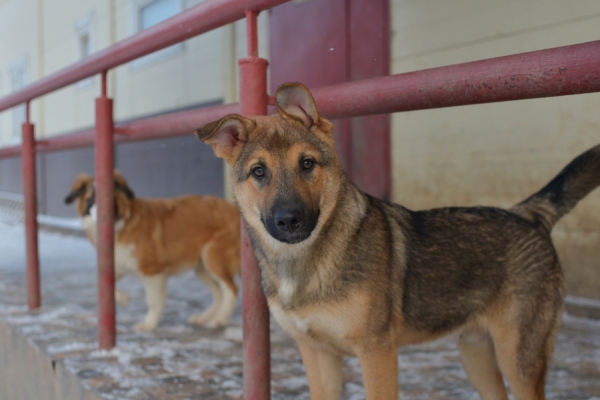 Еще семь животных из приютов «Зеленоград» и «Зоорассвет» отправились домой