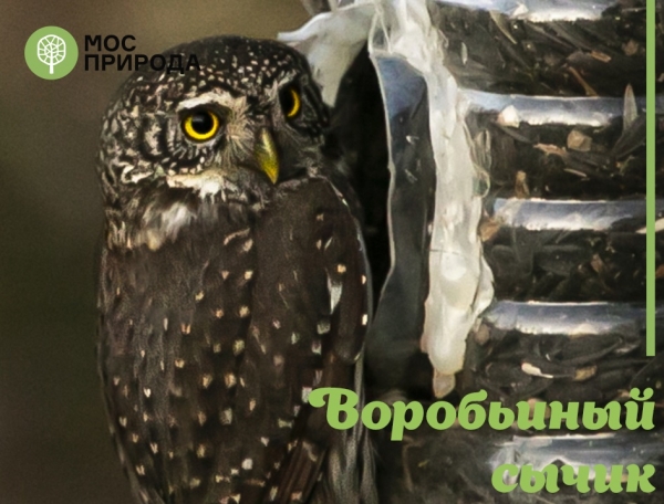 В Зеленограде обитает около 100 видов птиц