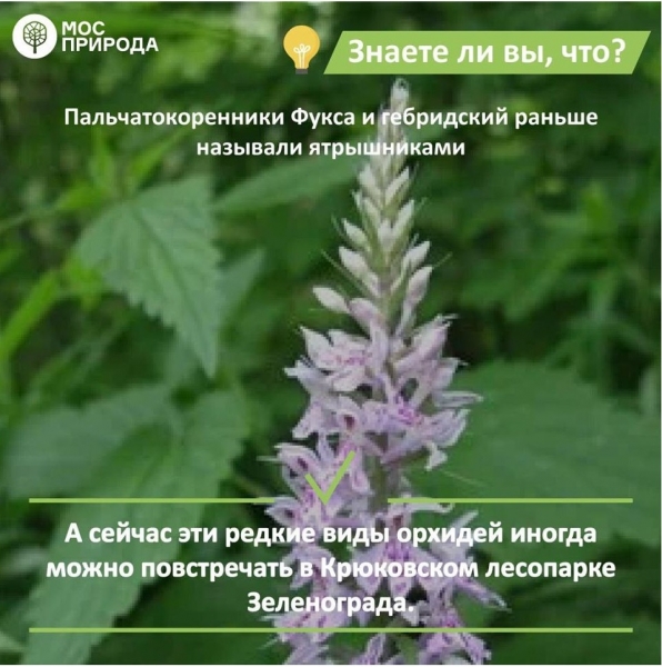 Пальчатокоренник Фукса – редкий вид орхидей на природных территориях Зеленограда