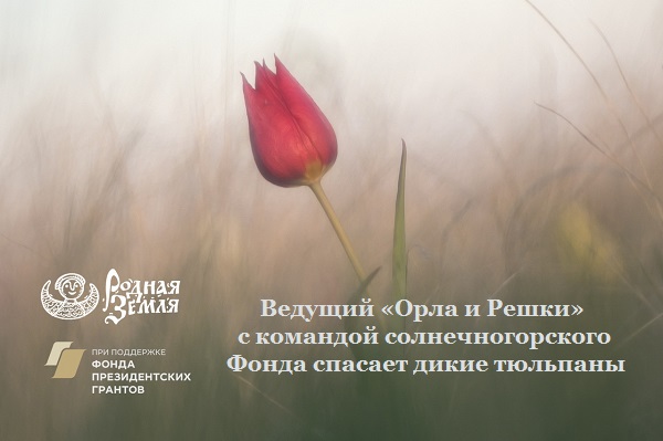 Ведущий «Орла и Решки» c командой солнечногорского Фонда спасает дикие тюльпаны
