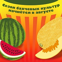 Специалисты советуют повременить с покупкой арбузов и дынь