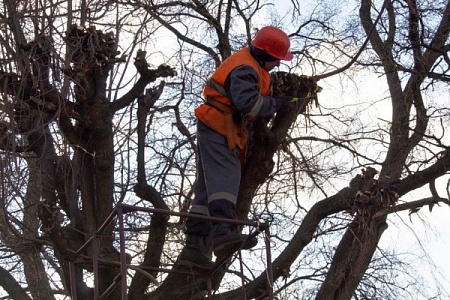 Парень спилил сук, на котором сидел. Ему потребовалась помощь врачей