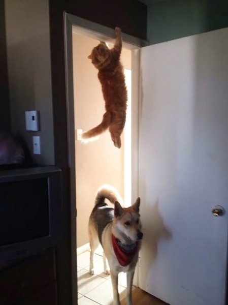 16 весёлых фотографий кошек, которые мгновенно пожалели о своих решениях